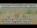 Download Lagu BERBURU BURUNG MANDAR ‼️ SAAT SAWAH KEBANJIRAN