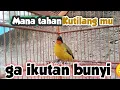 Download Lagu Kutilang Emas mana yang tahan dengerin kutilang gacor @ponirankwokchannel
