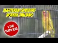 Download Lagu MASTERAN LOVEBIRD NGEKEK PANJANG 1 JAM TANPA JEDA