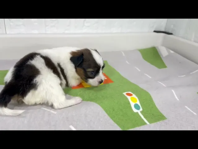 動画