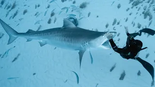 CLOSE CALL with a TIGER SHARK in the Bahamas!!!