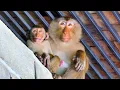 Download Lagu Monkey still needs more milk _ Jonas hungry and cry log time, But pregnancy mom ignore
