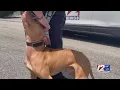 RISPCA Some dogs found at East Greenwich home were left in the sun with no food water