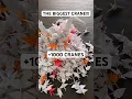 THE BIGGEST ORIGAMI CRANE TUTORIAL DIY FULL-SIZED ORIGAMI CRANE STEP BY STEP 1000 ORIGAMI CRANES