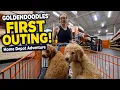 Goldendoodle Puppies First Public Outing at Home Depot Goldie Hudson Meet Everyone