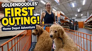 Goldendoodle Puppies First Public Outing at Home Depot Goldie Hudson Meet Everyone