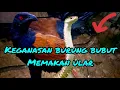 BURUNG BUBUT MEMBUNUH SEEKOR ULAR