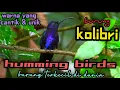 Download Lagu BURUNG KOLIBRI TERKECIL DI DUNIA PUNYA WARNA YANG CANTIK DAN UNIK #hummingbirds