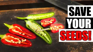 Saving Jalapeno Seeds - Garden Quickie Episode 302