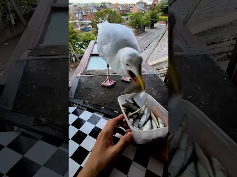 Giving My Pet Seagull A Bucket Of Tiny Fish!