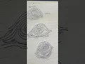 Ridge Tracing of a Whorl Pattern filipino