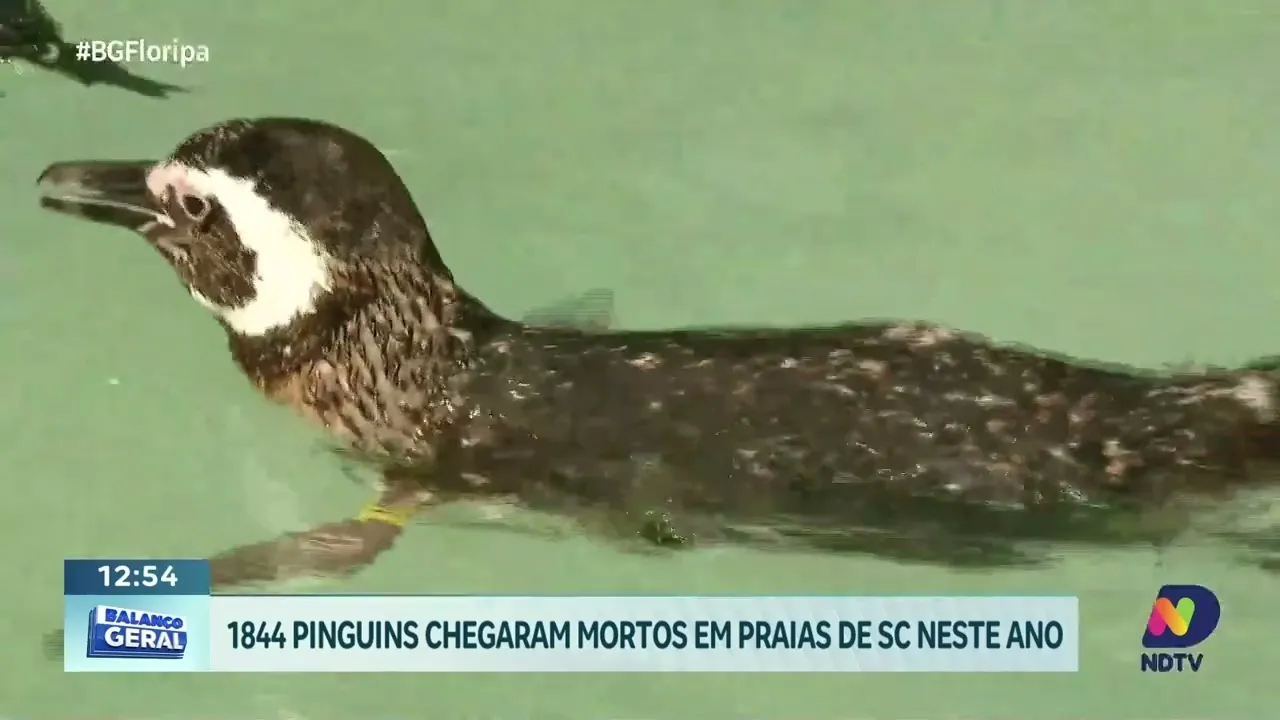 Mais de 1.800 pinguins mortos encontrados nas praias de SC nesta temporada