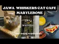 Jawa whiskers cat cafe in Marylebone I Cat Cafes to visit in London I Cafe for cats in London I Cat
