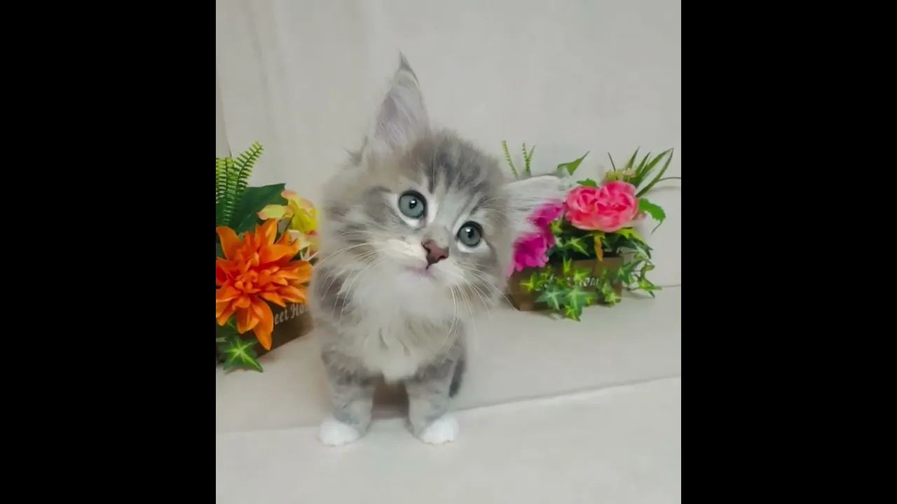 動画
