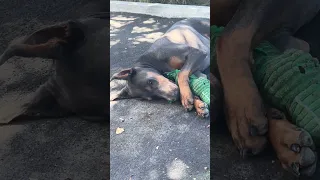 #Fyp #fypシ #pets #doberman #dream