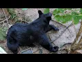 Bear Ruby A Lazy but Fruitful Sunday