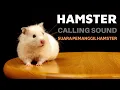 Download Lagu Hamster Calling Sound