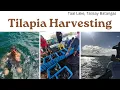 Download Lagu Harvesting Tilapia | Tons of Tilapia in just one fish cage | Taal Lake, Talisay Batangas