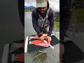 Download Lagu We learn how to fillet a silver salmon with @kenairivercowboys 🐟