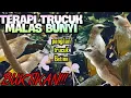 Download Lagu suara trucuk BETINA saling bersahutan di alam liar//cocok untuk terapy trucuk yang susah bunyi.