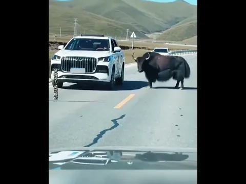 Love Honking Then You're Getting Rammed! 喜欢按喇叭是吧？撞的就是你！ #animals 【跟着图尔去旅行】
