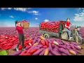 Download Lagu Rewind Timelapse: Harvesting 1000+ Giant Sweet Potatoes by 3-Wheeled Vehicle, Cook Best Sweet Potato