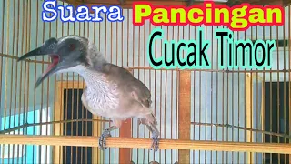 Download SUARA PANGGILAN CUCAK TIMOR MP3