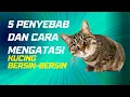 Lagu Kucing Bersin-Bersin? Ini Dia 5 Penyebab dan Cara Mengatasinya