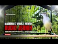 Lagu Burung Ciblek SEMI Gacor NGEBREN Untuk Pancingan Ciblek dan MASTERAN BURUNG Kesayangan Anda