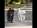Download Lagu cute puppies adorable video #puppy #cute #pets #animals #funny #dog