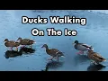 Download Lagu Wild Mallard Ducks On The Ice While Raining - Ducks Sliding On The Ice - Part 2