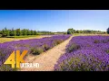 Lagu Soothing Views of Jardin Du Soleil Lavender Farm, Sequim, WA - 4K Relax Video with Nature Sounds