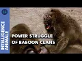 Download Lagu Who is the alpha male? Baboons combat for power | AI