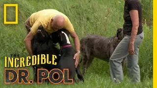 Daned If You Do Daned If You Don t The Incredible Dr Pol