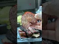 Is This The BEST BBQ In Houston Tx