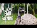 Emu Farming An In-Depth Guide on Raising Emus