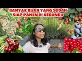 Download Lagu KEBUN TOUR LIATIN BUAH-BUAHAN YG BERTAHAN \u0026 SIAP PANEN