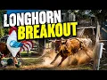Big Discovery During Break-Out Which Longhorn is NOT bred