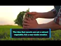 Is it true that carrots are not a natural vegetable but a man made creation