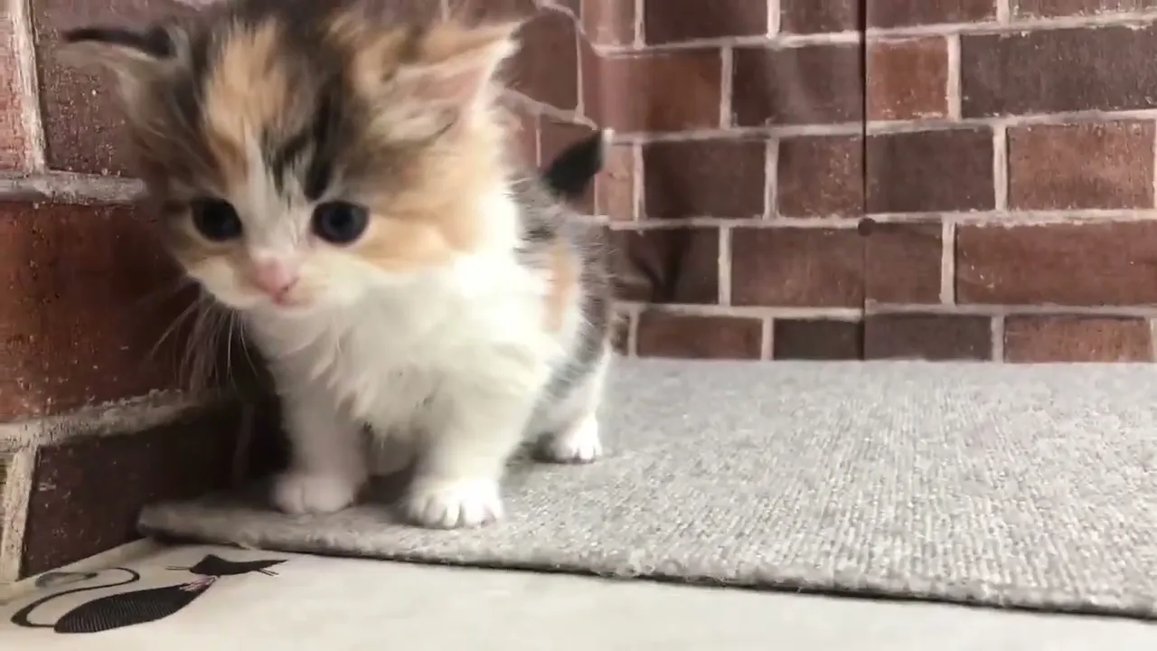 動画