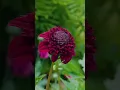 Download Lagu How to grow dahlias in containers | Country Living UK