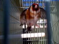 Gold finch switty bird singing