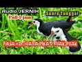 Download Lagu suara pikat ruak ruak tunggal jernih full 1 jam anti zonk