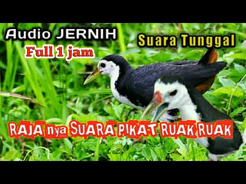 Download MP3 suara pikat ruak ruak tunggal jernih full 1 jam anti zonk