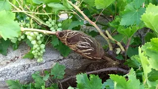 كيف تصنع شجرة العنب من شجرة عنب 