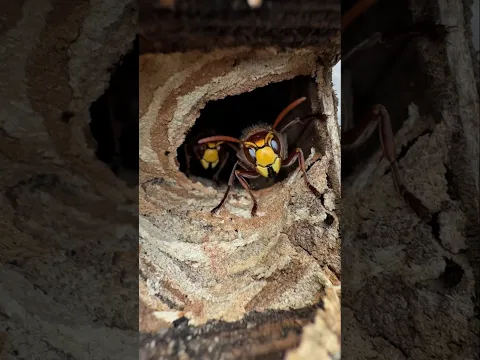 Invasión de Avispas Asiáticas en Europa ! 🐝🇪🇺