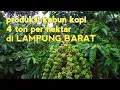 Download Lagu PRODUKSI Kebun kopi 4 TON Per hektar di LAMPUNG BARAT