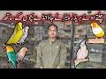 Lagu Visit 100+ Birds Breeding Setup in Karachi | Eno Cocktail , Ex budgies , Ex Ladygouldian , Creamino 