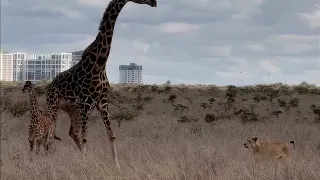 Lioness Waits for the Perfect Moment to Attack a Baby Giraffe in the City