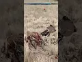 Crimson Desert combo tutorial